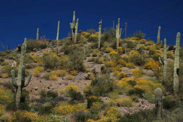 hills of yellow